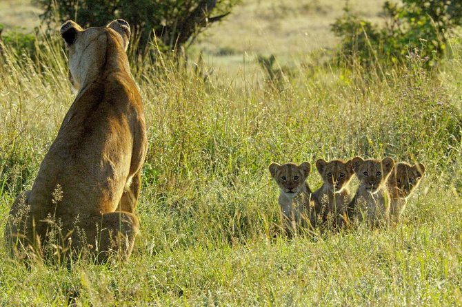 4 days safari in Tanzania - The guide and cook can make or break the trip