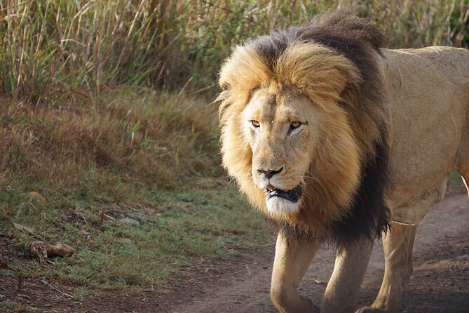 4 Days Tanzania Budget Group Join Safari- Serengeti & Ngorongoro - Day three: from Serengeti to the Ngorongoro Crater