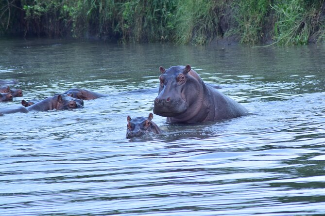 4 Days Tanzania Budget Group Join Safari- Serengeti & Ngorongoro - Day four: one more crater drive, then Arusha