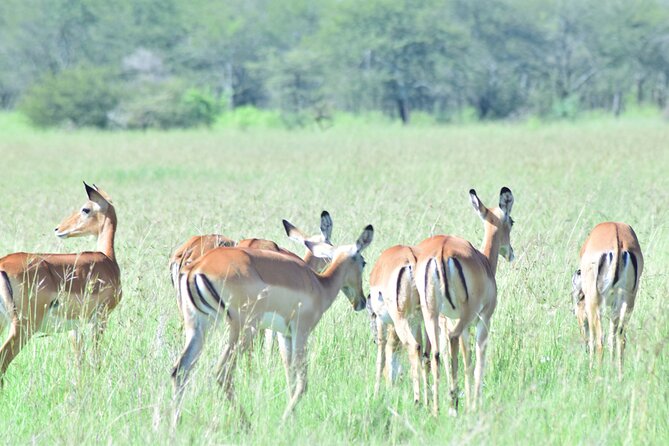 4 Days Tanzania Budget Group Join Safari- Serengeti & Ngorongoro - The wildlife experience: strong locations, no guarantees