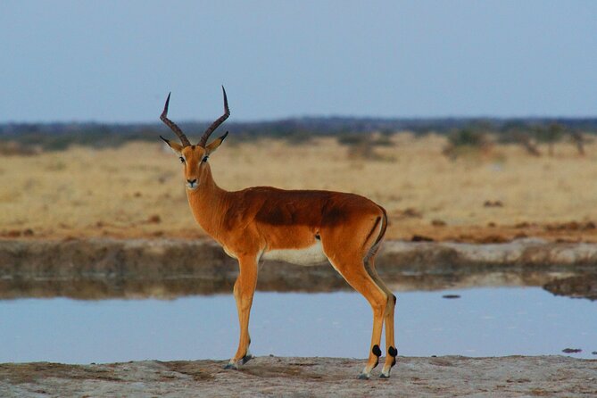 4 Days Tanzania Budget Group Join Safari- Serengeti & Ngorongoro - Sharing a vehicle: the real budget tradeoff