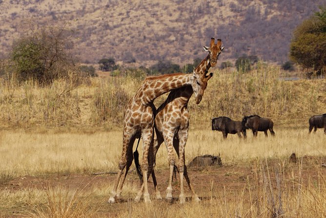 4 Days Tanzania Budget Group Join Safari- Serengeti & Ngorongoro - Day one: the long road to Serengeti