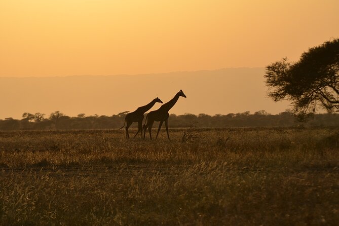 4 Days Tanzania Lodge Safari With Two Nights at Serengeti - Three parks in four days