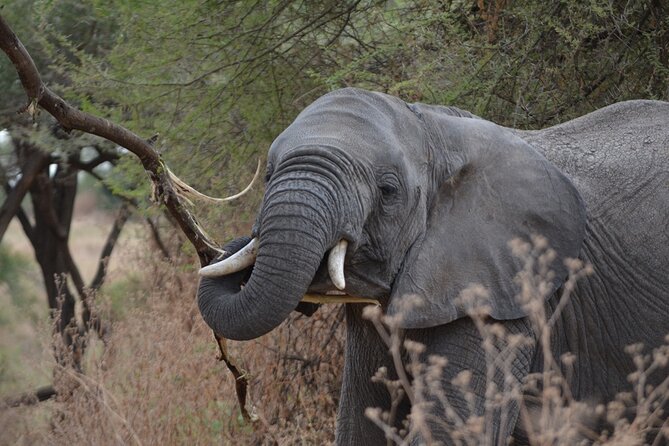 4 Days Tanzania Lodge Safari With Two Nights at Serengeti - Day three: A full Serengeti day from sunrise to sunset