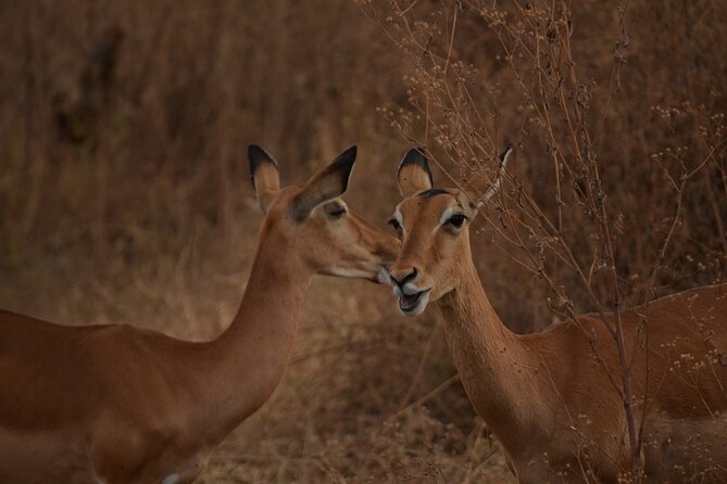 4 Days Tanzania Lodge Safari With Two Nights at Serengeti - Day four: Descending into Ngorongoro Crater