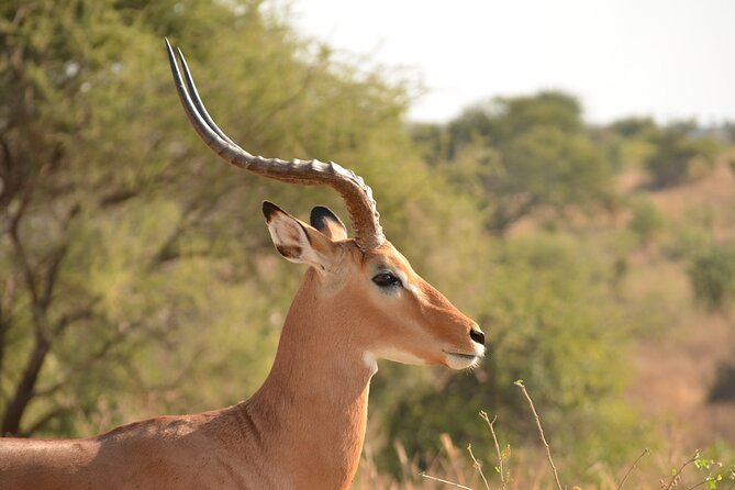 4 Days Tanzania Lodge Safari With Two Nights at Serengeti - Guides, vehicles, and the human side of the trip