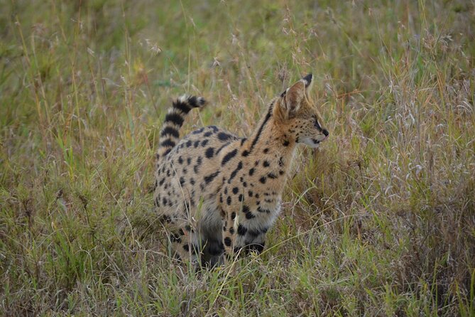 4 Days Tanzania Lodge Safari With Two Nights at Serengeti - What the $2,180 price includes