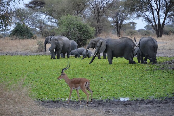 4 Days Tanzania Lodge Safari With Two Nights at Serengeti - Who should book this safari?
