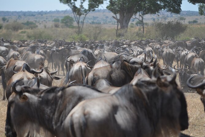 4 Days Tanzania Lodge Safari With Two Nights at Serengeti - Day one: Tarangire and its giant baobabs
