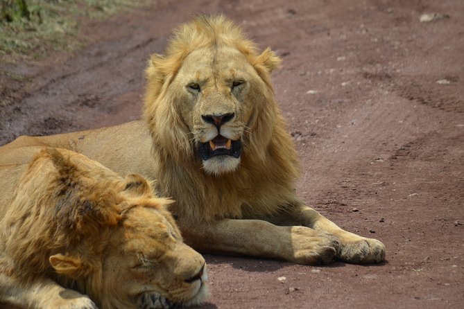 4 Days Tanzania Private safari to Serengeti ,ngorongoro crater and Tarangire - Day three: sunrise in the Seronera area