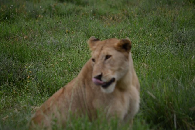 4 Days Tanzania Private safari to Serengeti ,ngorongoro crater and Tarangire - The guide and cook can make or break the trip