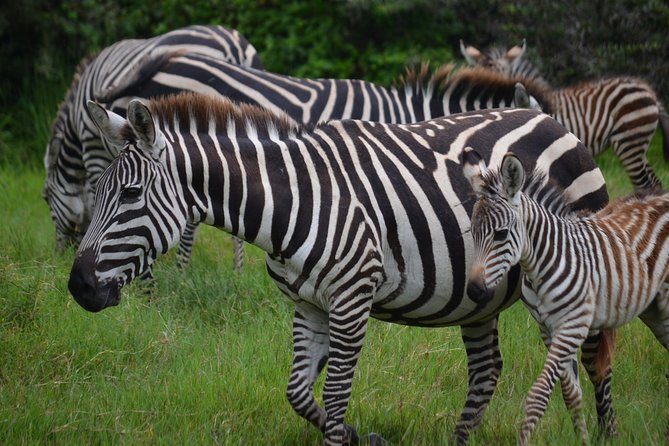 4 Days Tanzania Private safari to Serengeti ,ngorongoro crater and Tarangire - Accommodation, camping, and comfort