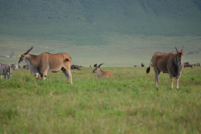 4 Days Tanzania Private safari to Serengeti ,ngorongoro crater and Tarangire - What the $3,200 price really buys