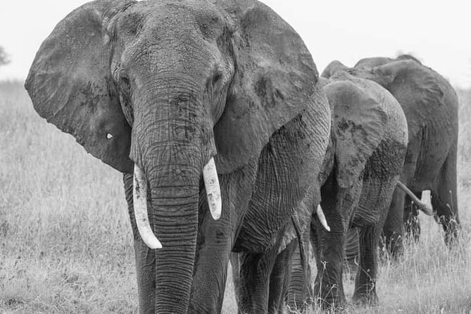 4 Days Tanzania Safari Tarangire, Serengeti and Ngorongoro Crater - How the Pace Affects Your Safari