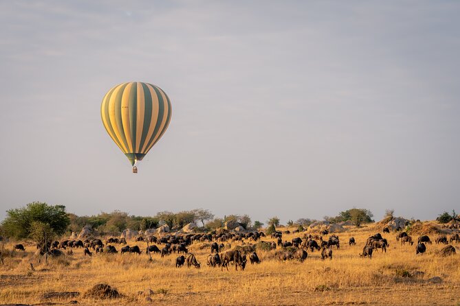 4 Days Tarangire, Serengeti and Ngorongoro Mid-Range Group Safari - Day 3: Two Serengeti drives and a night near the crater