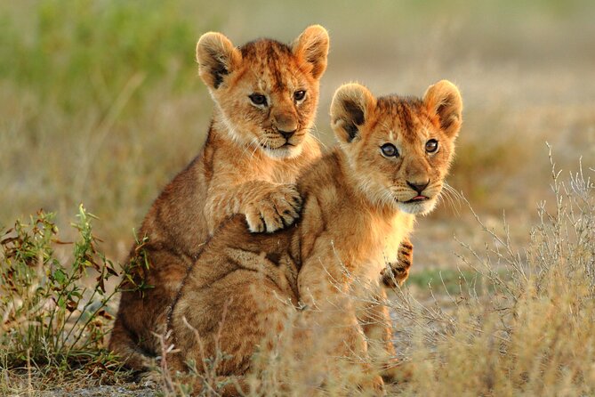 4 Days Tarangire, Serengeti and Ngorongoro Mid-Range Group Safari - Day 4: Ngorongoro Crater and the return to Arusha
