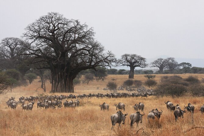 4 Days Tarangire, Serengeti and Ngorongoro Mid-Range Group Safari - Food, transport, and the small-group setup