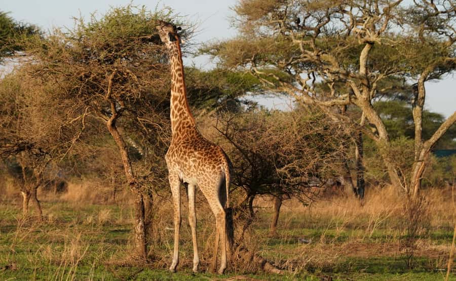4 Days Tarangire, Serengeti, Ngorongoro Group Camping Safari - Why this four-day route works