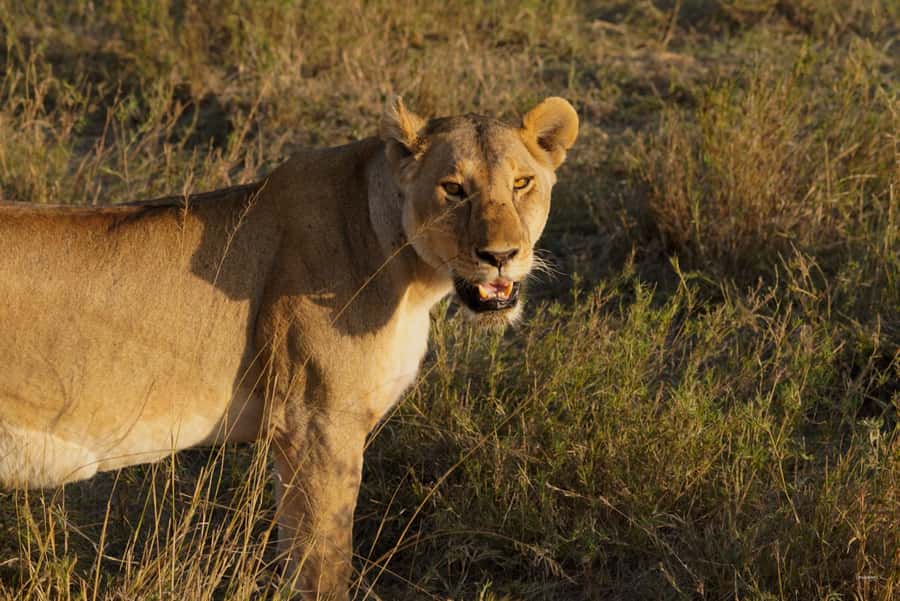 4 Days Tarangire, Serengeti, Ngorongoro Group Camping Safari - Day two: The long road to the Serengeti