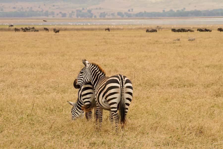 4 Days Tarangire, Serengeti, Ngorongoro Group Camping Safari - Day one: Tarangire’s elephants and baobabs