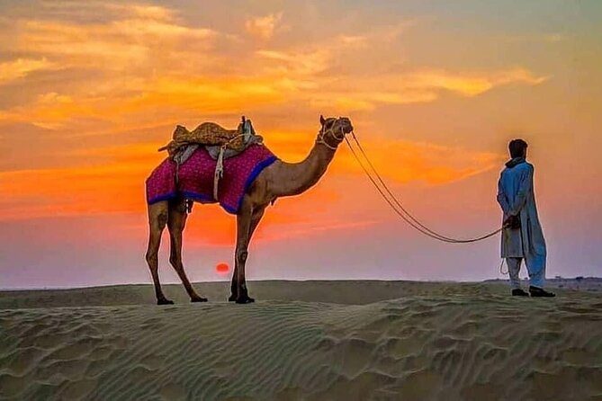 4 Hours Desert Safari - A short camel ride, with a longer option at extra cost
