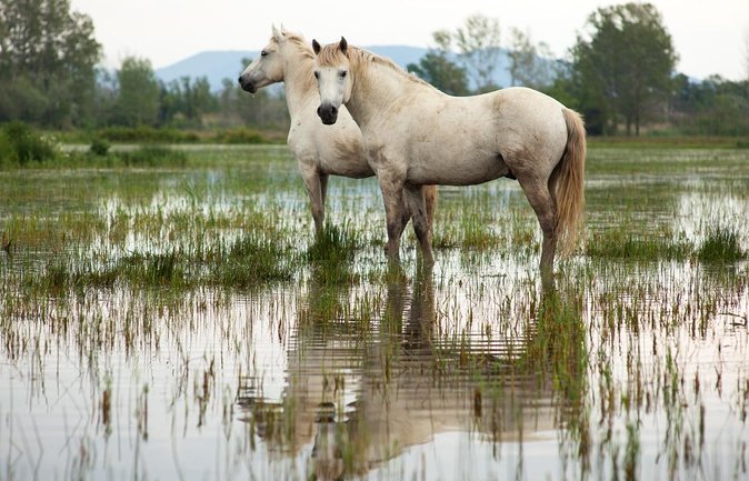 4x4 Camargue Safari 4h - Departure from Arles - Key points about the Camargue 4x4 safari
