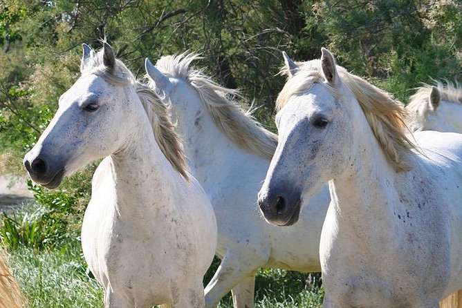 4x4 Camargue Safari 4h - Departure from Arles - The 30-minute stop at Saintes-Maries-de-la-Mer