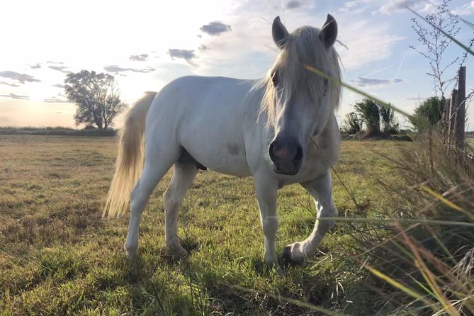 4x4 Camargue Safari 4h - Departure from Arles - Timing, weather, and cancellation details