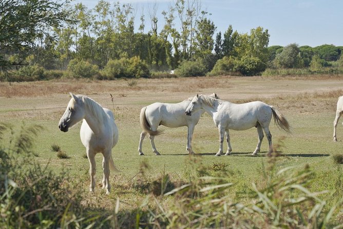 4x4 Camargue Safari 4h - Private Tour - Departure from Arles - Discovering Camargue fauna and flora by 4x4