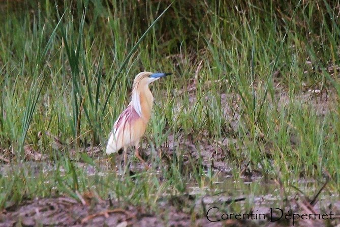 4x4 Camargue Safari 4h - Private Tour - Departure from Arles - What the four-hour schedule really offers