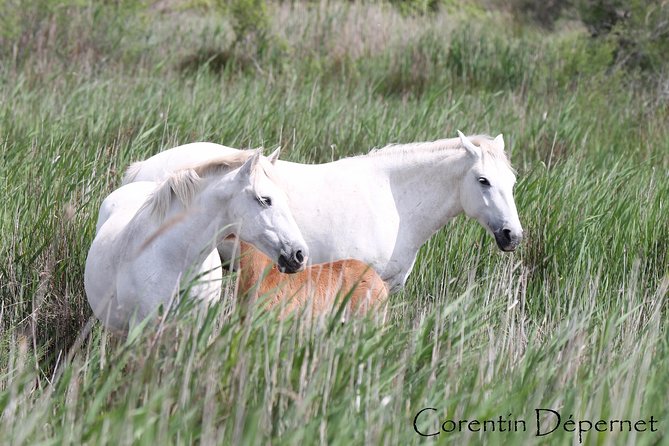 4x4 Camargue Safari 4h - Private Tour - Departure from Arles - Who will enjoy this Camargue safari most?