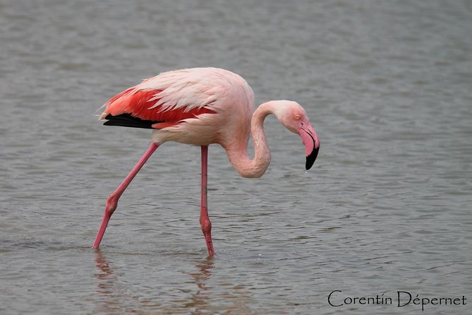 4x4 Camargue Safari 4h - Private Tour - Departure from Arles - Starting in central Arles at 1 Rue Emile Fassin