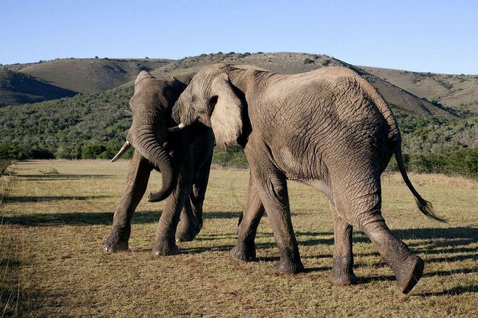 5 Day Cape to Addo Safari - Garden Route Small Group Tour - Day 1: Hermanus, Walker Bay, and Africa’s southern tip