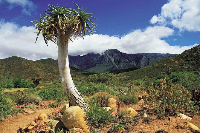 5 Day Cape to Addo Safari - Garden Route Small Group Tour - Day 3: Primates, bungee jumping, and Tsitsikamma forest