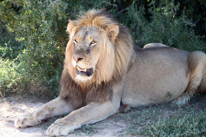 5 Day Cape to Addo Safari - Garden Route Small Group Tour - Who will enjoy it most