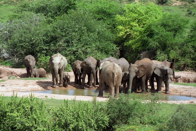 5 Day Cape to Addo Safari - Garden Route Small Group Tour - Day 2: Canoeing and a waterfall in Wilderness