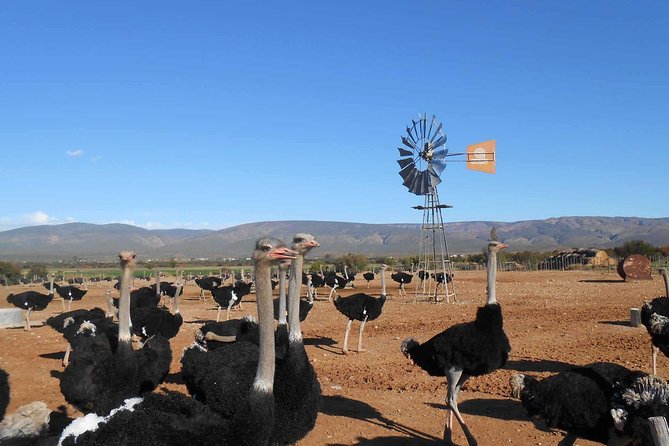 5 Day Garden Route and Addo Safari - Best of South Africa Small Group Tour - Why this five-day route works