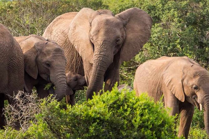 5 Day Garden Route and Addo Safari - Best of South Africa Small Group Tour - Day 5: Wilderness, a second safari option, and the long return