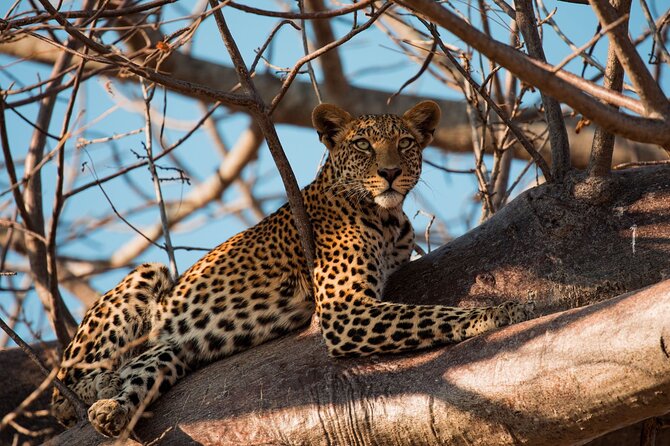 5-Day Mid-Range Safari in Tanzania - What this five-day Tanzania safari really offers