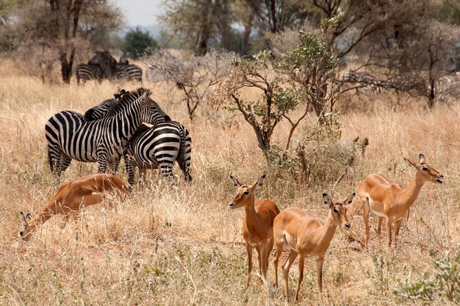5-Day Mid-Range Safari in Tanzania - What the $2,271.80 price covers