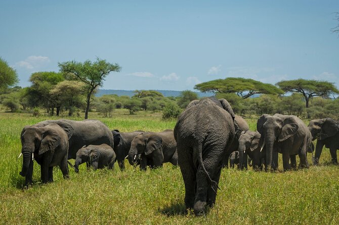 5-Day Mid-Range Safari in Tanzania - Guides, service, and the private format