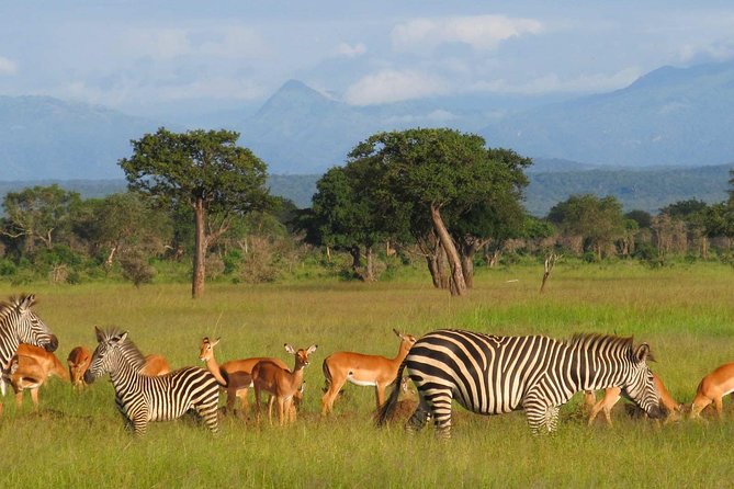 5-Day Mikumi & Ruaha Tanzania Wildlife Lodge Safari - Key points at a glance