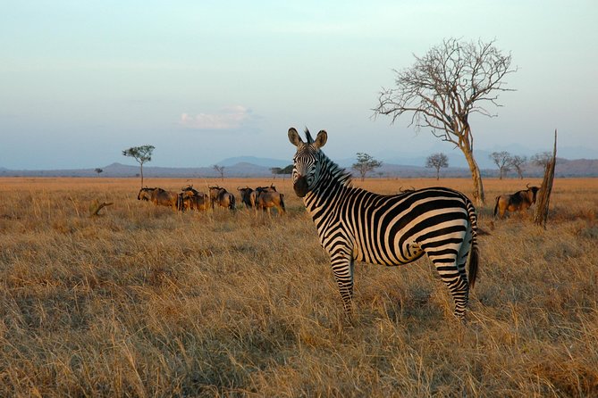 5-Day Mikumi & Ruaha Tanzania Wildlife Lodge Safari - Two southern parks, one long road journey