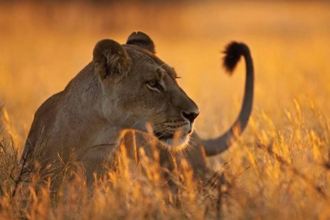 5-Day Mikumi & Ruaha Tanzania Wildlife Lodge Safari - Day five: Isimila Stone Age Site and the return to Dar es Salaam