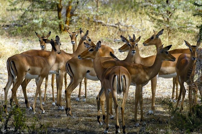 5-Day Mikumi & Ruaha Tanzania Wildlife Lodge Safari - What the $1,700 price really buys