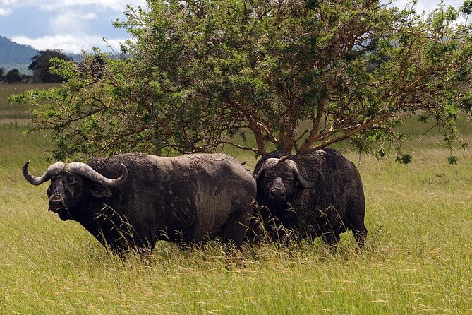 5-Day Mikumi & Ruaha Tanzania Wildlife Lodge Safari - Day one: Mikumi’s wide range of animals