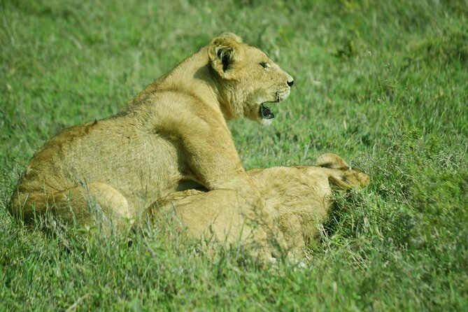 5-Day Ngorongoro Crater and Lake Manyara Safari from Arusha - Day Three: Sunrise Game Drive and the Road Back