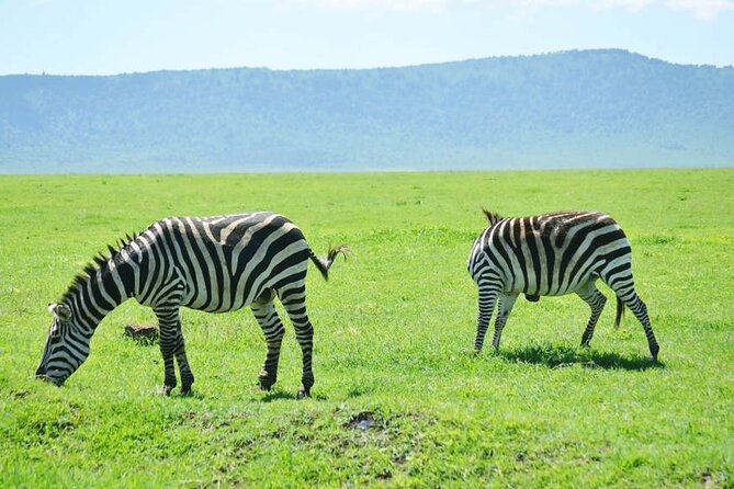5-Day Ngorongoro Crater and Lake Manyara Safari from Arusha - Day Four: Six Hours Inside Ngorongoro Crater