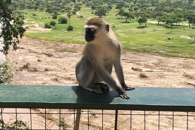 5-Day Ngorongoro Crater and Lake Manyara Safari from Arusha - Day Five: Lake Manyara’s Forest and Flamingoes