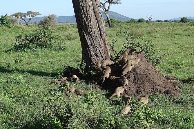5-Day Ngorongoro Crater and Lake Manyara Safari from Arusha - Guides, Cooking, and the Human Side of the Trip